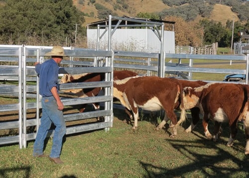 Oval Pipe Portable Horse Corral Panels Easily Assembled