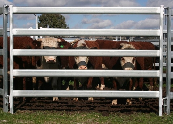 Rustproof Steel 6ftx7ft Heavy Duty Cattle Panel With Hot Dipped Galvanized