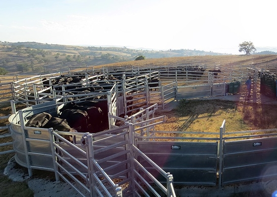Q235 Steel Cattle Yard Panels , 1.6x2.1m Portable Horse Stall Panels