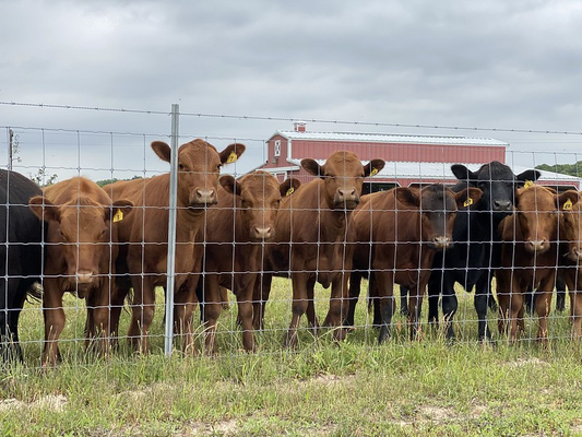 Farm Agricultural Field  High Tensile Cattle Fence 100m Length