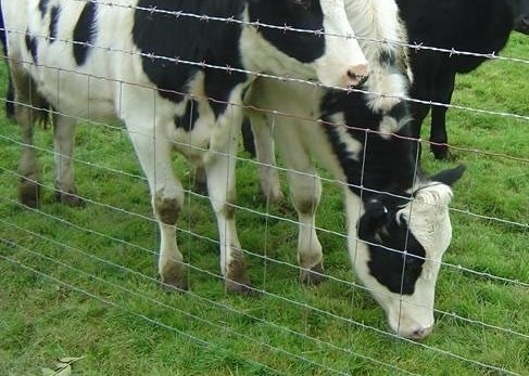 Goat Sheep Cattle 4.0mm Wire Mesh Farm Fencing Corrosion Resistance