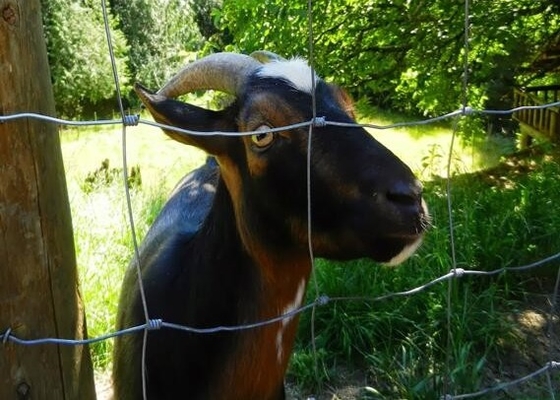 Goat Sheep Cattle 4.0mm Wire Mesh Farm Fencing Corrosion Resistance